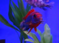 Лабидохромис Хонги Кимпума ред  Labidochromis Hongi Kimpuma red