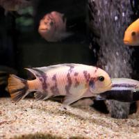 Псевдотрофеус зебра Многоцветный  Maylandia zebra var. OB (Pseudotropheus zebra)
