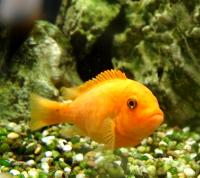 Псевдотрофеус зебра Двойной красный  Maylandia zebra var. Double Red (Pseudotropheus zebra)