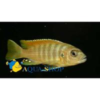 Псевдотрофеус зебра Рэд топ  Maylandia zebra var. Red Top (Pseudotropheus zebra)