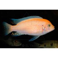 Псевдотрофеус зебра Рэд топ альбинос  Maylandia zebra var. Red Top albino (Pseudotropheus zebra)