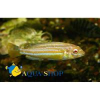 Меланохромис золотой - альбинос  Melanochromis auratus var. albino