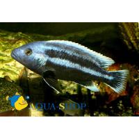 Меланохромис чипока  Melanochromis chipokae