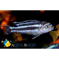 Меланохромис Маингано  Melanochromis cyaneorhabdos var. maingano