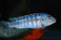 Меланохромис Йоханна  Melanochromis johannii