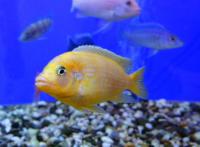 Псевдотрофеус Ломбардо  Pseudotropheus lombardoi
