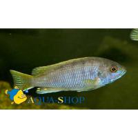 Псевдотрофеус Ацей  Pseudotropheus sp.Acei