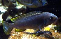 Псевдотрофеусы разные  Pseudotropheus sp.