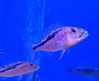 Аристоxромис Кристи  Aristochromis christyi