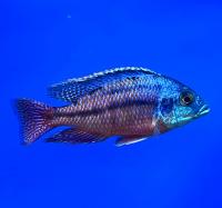 Хаплохромис боадзулу  Copadichromis boadzulu (Haplochromis boadzulu, Nyassachromis boadzulu, Cyrtocara boadzulu)