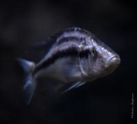 Хаплохромис длиннорылый (компрессицепс)  Dimidiochromis compressiceps
