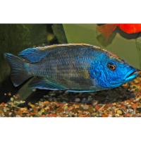 Хаплохромис стригатус  Dimidiochromis strigatus (Haplochromis strigatus, Cytorcara strigata)