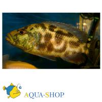 Хаплохромис Ливингстона  Nimbochromis livingstonii (Haplochromis  livingstonii)