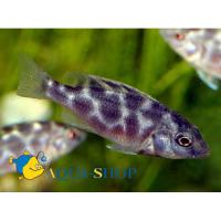 Хаплохромис венустус  Nimbochromis venustus (Haplochromis  venustus)
