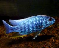 Хаплоxромис васильковый MSciaenochromis ahli (Haplochromis ahli)