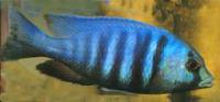 Плацидохромис электра  Placidochromis electra (Haplochromis electra)