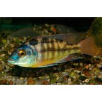 Плацидохромис Джонстона  Placidochromis johnstoni
