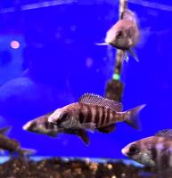 Плацидоxромис феноxилус Танзания  Placidochromis phenochilus Tanzania