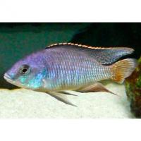 Протомелас фенестратус  Protomelas fenestratus [Haplochromis fenestratus]