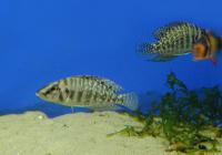 Альтолампрологус кальвус Чёрный  Altolamprologus calvus (Lamprologus calvus) var. Black