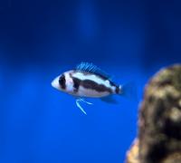 Фронтоза Черная вдова  Cyphotilapia frontosa Black widow