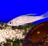 Циприxромис медовый  Cyprichromis leptosoma