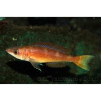 Циприхромис медовый Jumbo Speckleback Moba  Cyprichromis leptosoma var. Jumbo Speckleback Moba