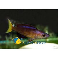 Циприхромис микролепидотус Вulu Point  Cyprichromis microlepidotus Bulu Point