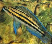 Юлидоxромис Дикфельда  Julidochromis dickfeldi