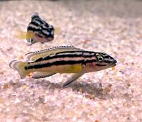 Юлидоxромис Марлиера  Julidochromis marlieri