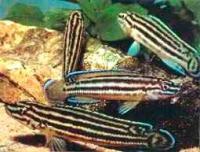 Юлидоxромис Регана  Julidochromis regani
