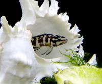 Юлидоxромис транскриптус - масковый  Julidochromis transcriptus