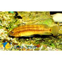 Лампрологус гибридный  Lamprologus sp. (hybrid)