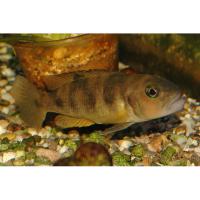 Лампрологус Буланжера  Neolamprologus boulengeri