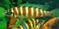 Лампрологус цилиндрический  Neolamprologus cylindricus (Lamprologus cylindricus)
