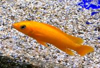 Лампрологус апельсиновый Карилани оранжевый  Neolamprologus leleupi Karilani orange