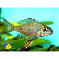 Офтальмотиляпия вентралис  Ophthalmotilapia ventralis