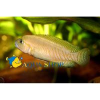 Тельматохромис - собачка  Telmatochromis temporalis