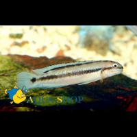 Тельматохромис виттатус  Telmatochromis vittatus