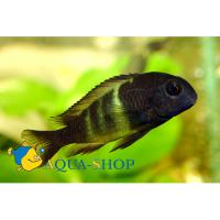 Трофеус Мура Икола Кайзер  Tropheus moorii Ikola Kaizer