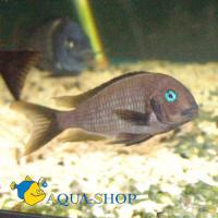 Трофеус Полли  Tropheus polli