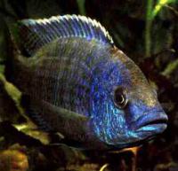Хаплохромисы разные  Haplochromis sp.