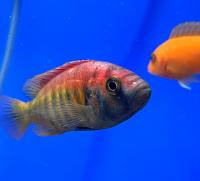 Хаплохромис Ньерере  Haplochromis nyererei