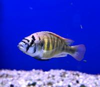 Хаплоxромис Макобе  Haplochromis sauvagei var. Makobe