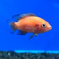 Хромис экзул (Красная жемчужина)  Hemichromis exsul