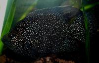 Тиляпия поллени (звездчатая)  Paratilapia polleni