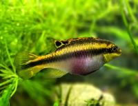 Пельвикаxромис крибенсис (Попугай, Крибенсис, Пульxер)  Pelvicachromis pulcher