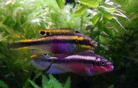 Пельвикахромис крибенсис Красный Камерун  Pelvicachromis pulcher Red Cameroon