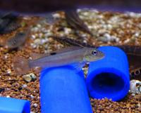 Стеатокранус Тайнента (сизый)  Steatocranus tinanti (Gobiochromis tinanti)