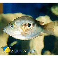 Этроплюс пятнистый  Etroplus maculatus